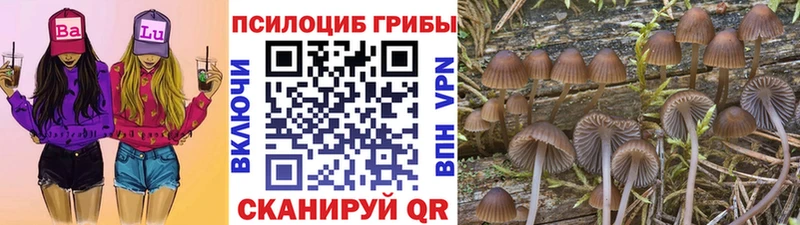 Псилоцибиновые грибы GOLDEN TEACHER  Сокол 